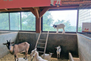 Nonno Luigino Nonno Luigino